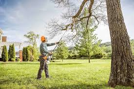 How Our Tree Care Process Works  in Williamson, WV